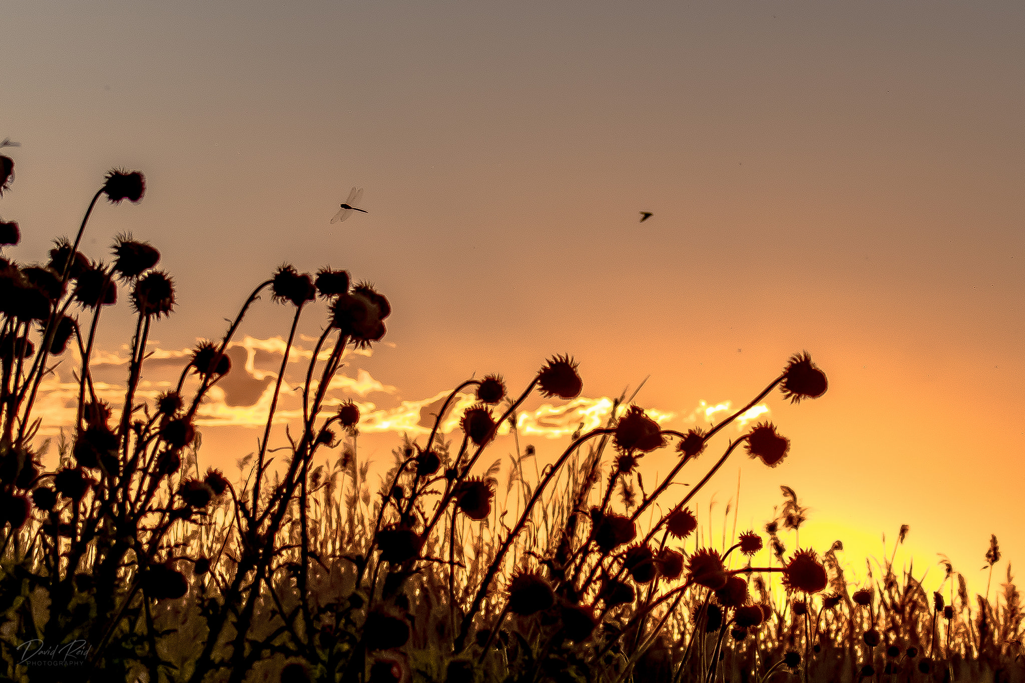 Dried sunflowers silhouetted at sunset in Davis County