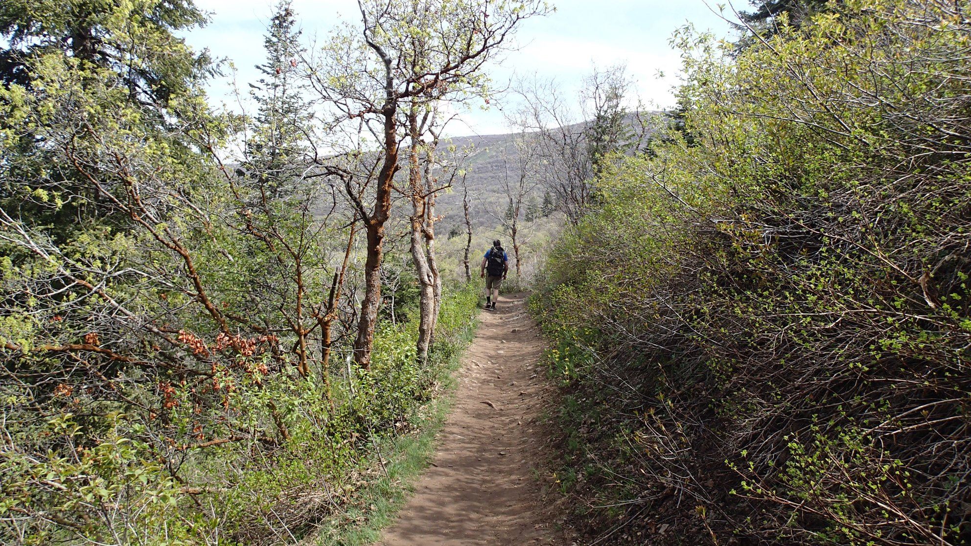 Hiker on the Mueller Park Trail near Bountiful, Utah