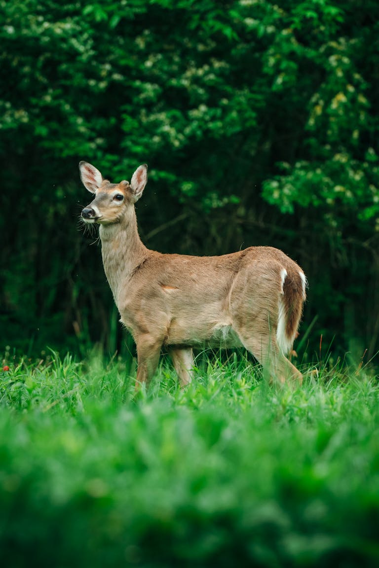 Majestic deer standing alert in a forest clearing.